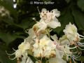Aesculus hippocastanum